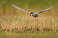 Rybak bahenni - Chlidonias hybrida - Whiskered Tern 0143